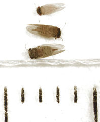 Ctenarytaina insularis