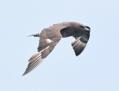 Stercorarius pomarinus