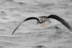 Stercorarius pomarinus