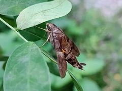 Macroglossum