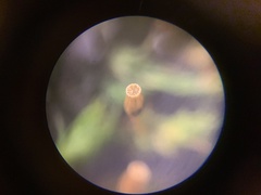 Orthotrichum columbicum