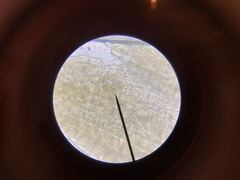 Orthotrichum columbicum