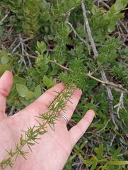 Asparagus aethiopicus