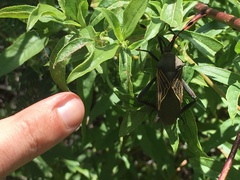 Pachylis neocalifornicus