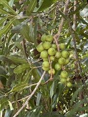 Macadamia integrifolia