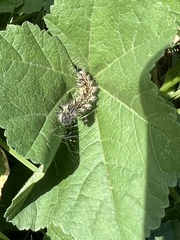 Nymphalini