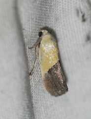 Ponometia semiflava