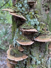Ganoderma zonatum