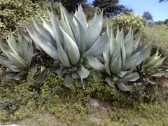 Agave atrovirens