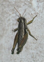 Paraidemona