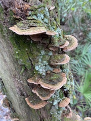 Ganoderma zonatum