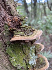 Ganoderma zonatum