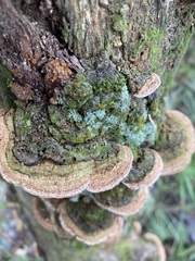 Ganoderma zonatum