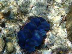 Tridacna crocea