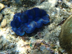 Tridacna crocea