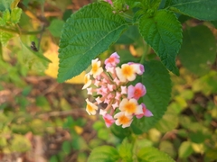 Lantana camara