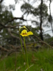 Diuris chryseopsis