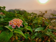 Lantana camara