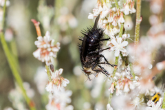 Paradejeania rutilioides