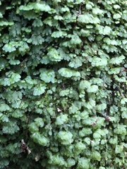 Symphyogyna hymenophyllum