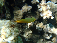 Pomacentrus moluccensis