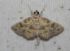 Ommatospila narcaeusalis
