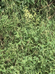 Melochia corchorifolia