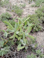Crassula nudicaulis