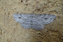 Boarmia phricomita
