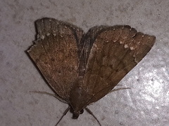 Focillidia texana