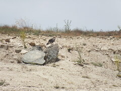 Neophron percnopterus