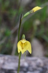 Diuris chryseopsis