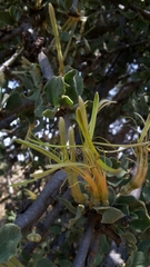 Loranthaceae