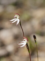 Caladenia moschata