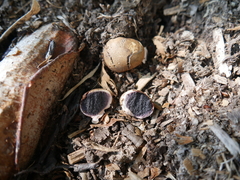 Scleroderma