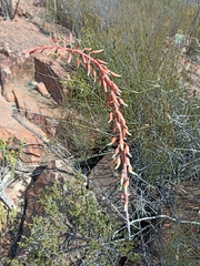 Gasteria disticha disticha