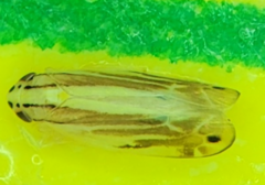 Yamatotettix flavovittatus