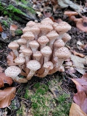 Armillaria ostoyae