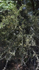 Loranthaceae