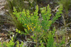 Acacia brachybotrya