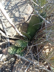 Gasteria disticha disticha