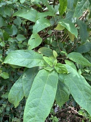 Clerodendrum trichotomum