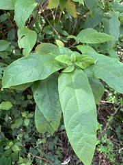 Clerodendrum trichotomum