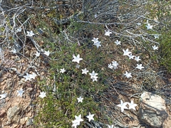 Cyanella