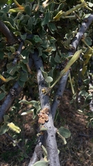 Loranthaceae