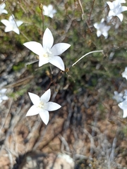 Cyanella