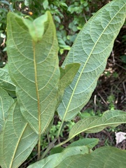 Clerodendrum trichotomum