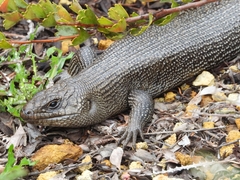 Egernia kingii