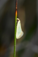 Microbela allocoma