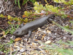 Egernia kingii